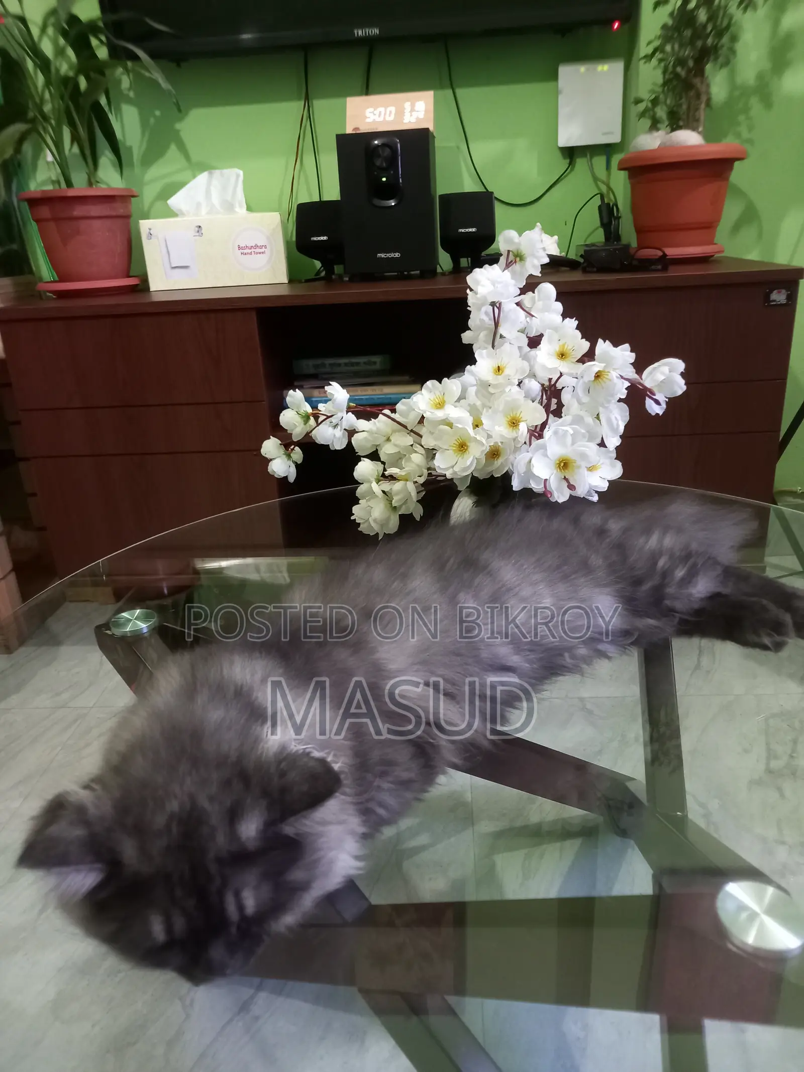 1+ Year Female Purebred Persian