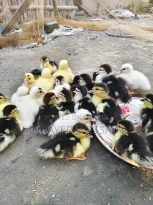 চিনা হাস বিক্রি হবে
