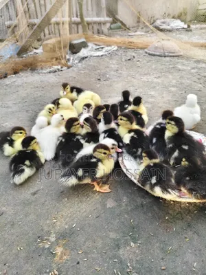 চিনা হাস বিক্রি হবে