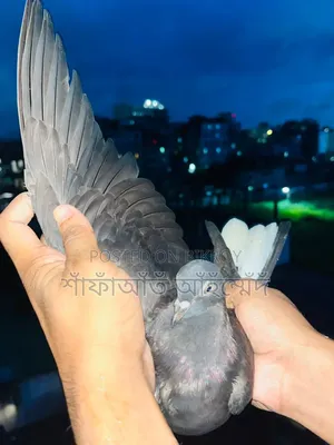 কবুতরের বাচ্চা বিক্রি