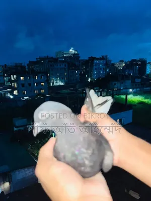 Pigeon Chicks for Sale