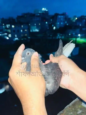 কবুতরের বাচ্চা বিক্রি