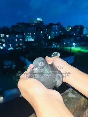 কবুতরের বাচ্চা বিক্রি