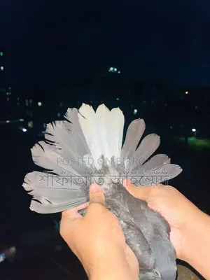 কবুতরের বাচ্চা বিক্রি