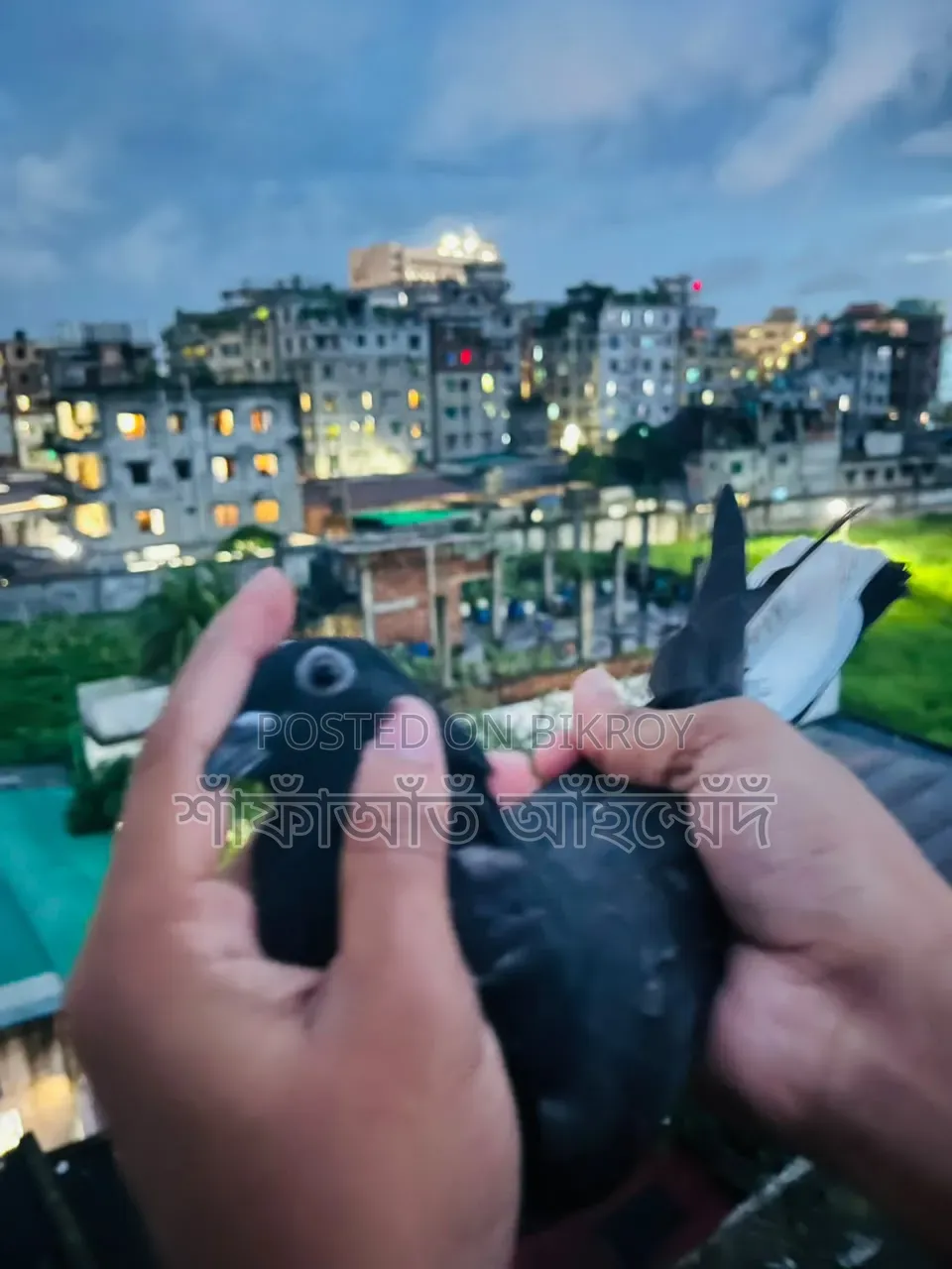 কবুতরের বাচ্চা বিক্রি
