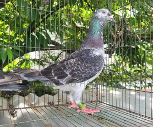 Black Gregel Pair