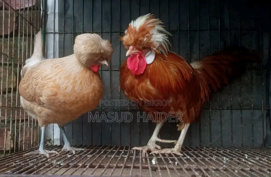 পোলিশ ক্যাপ জোড়া