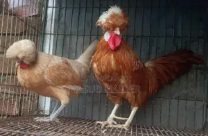 পোলিশ ক্যাপ জোড়া