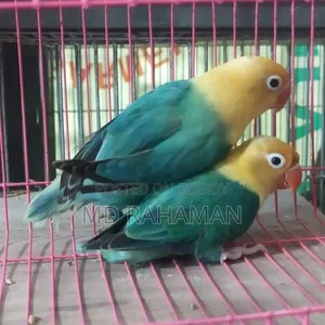 লাভ বার্ড জোড়া