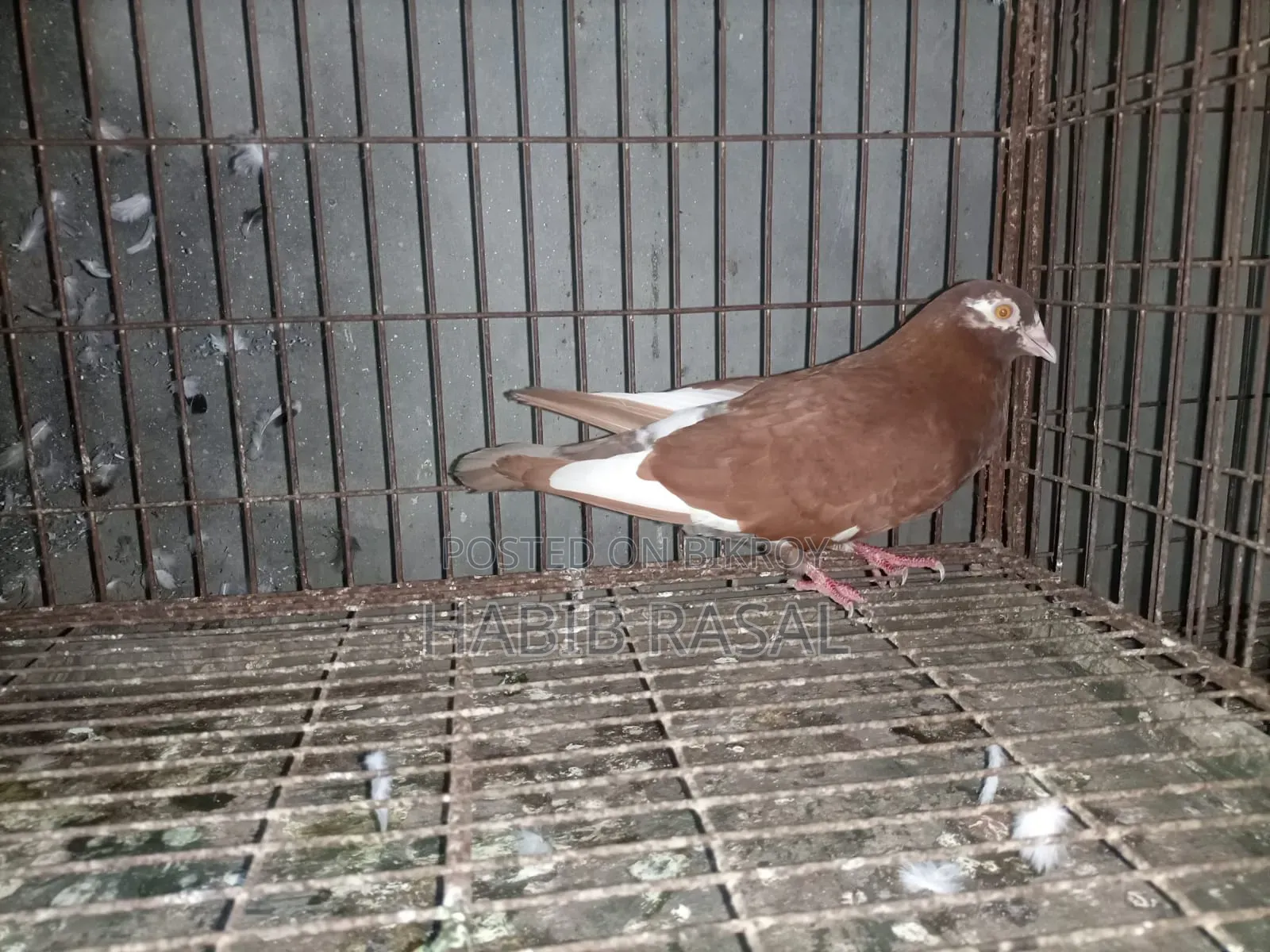 Some pigeons will be sold.