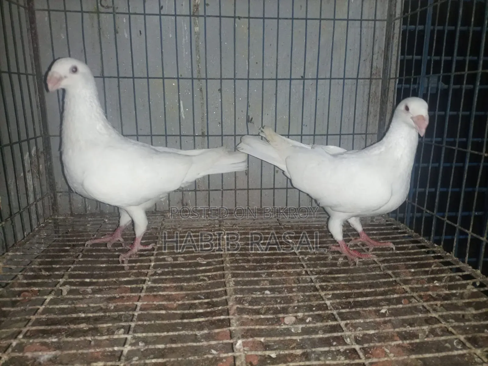 Some pigeons will be sold.