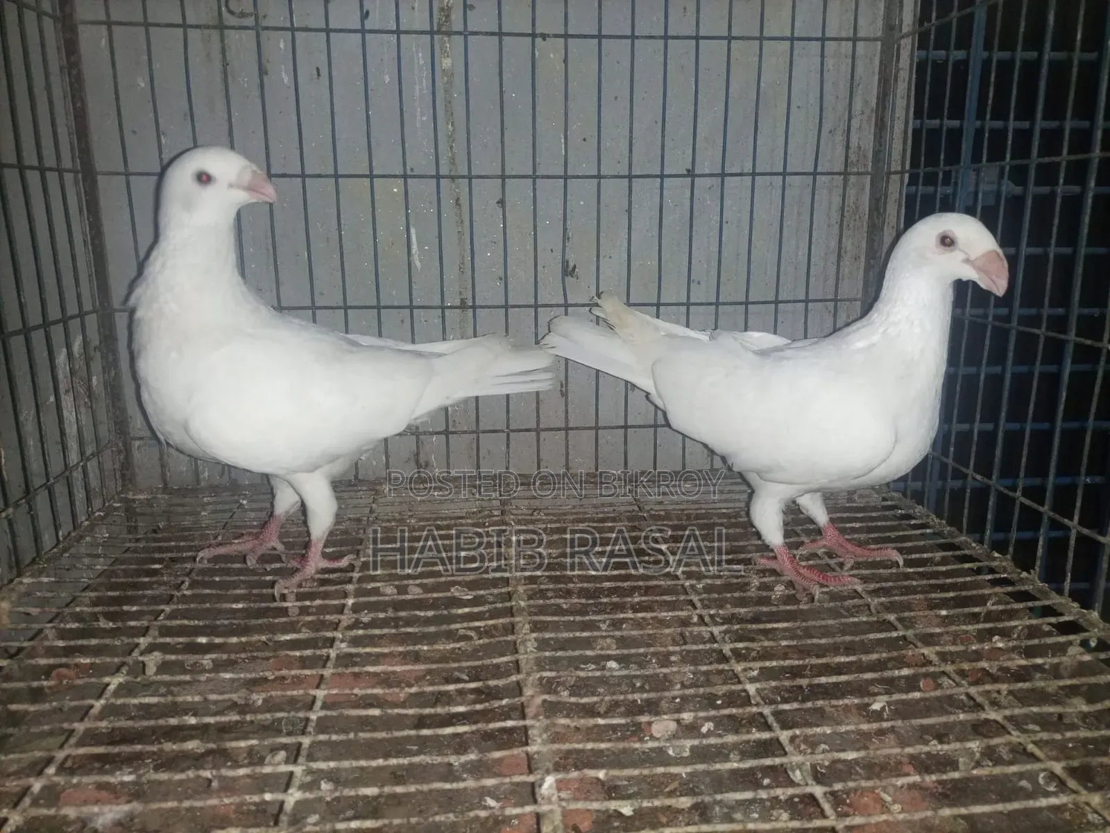 Some pigeons will be sold.