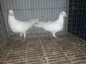 Some pigeons will be sold.