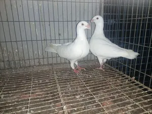 Some pigeons will be sold.