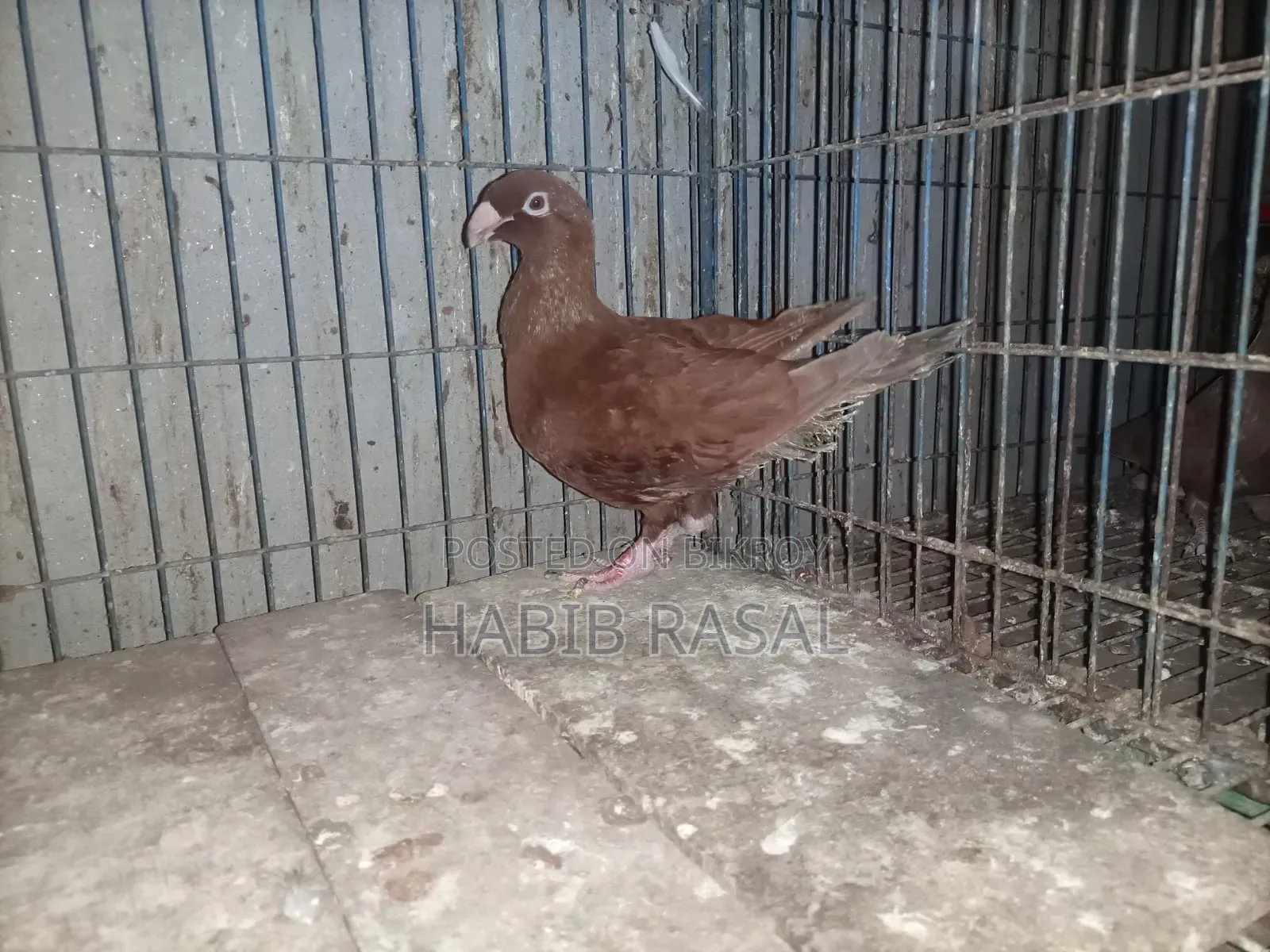 Some pigeons will be sold.