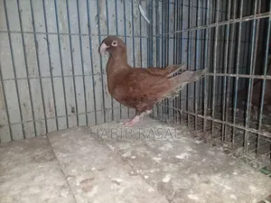 Some pigeons will be sold.