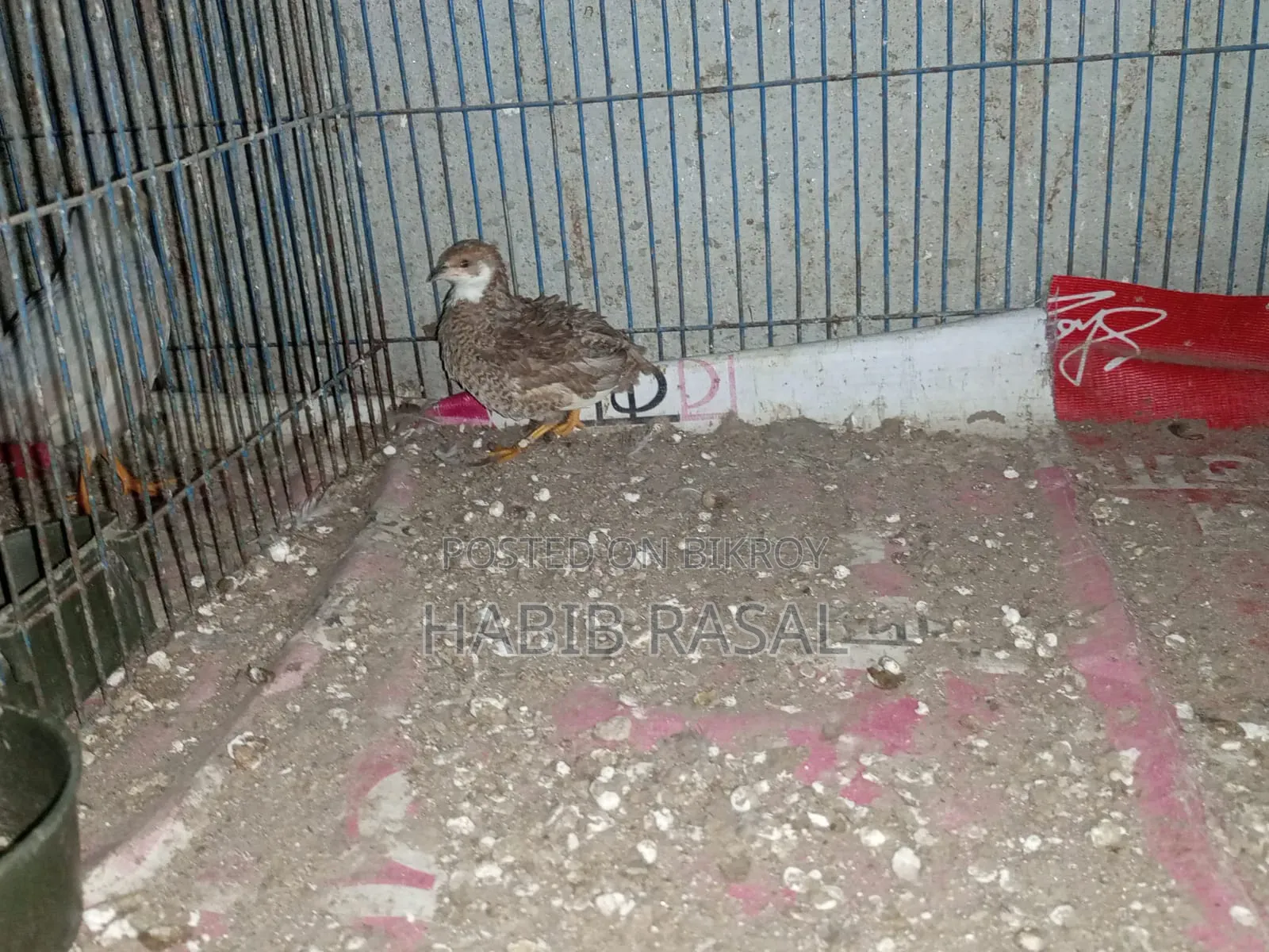 Some King Quail Birds Will Be Sold.