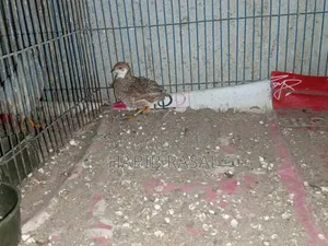 Some King Quail Birds Will Be Sold.