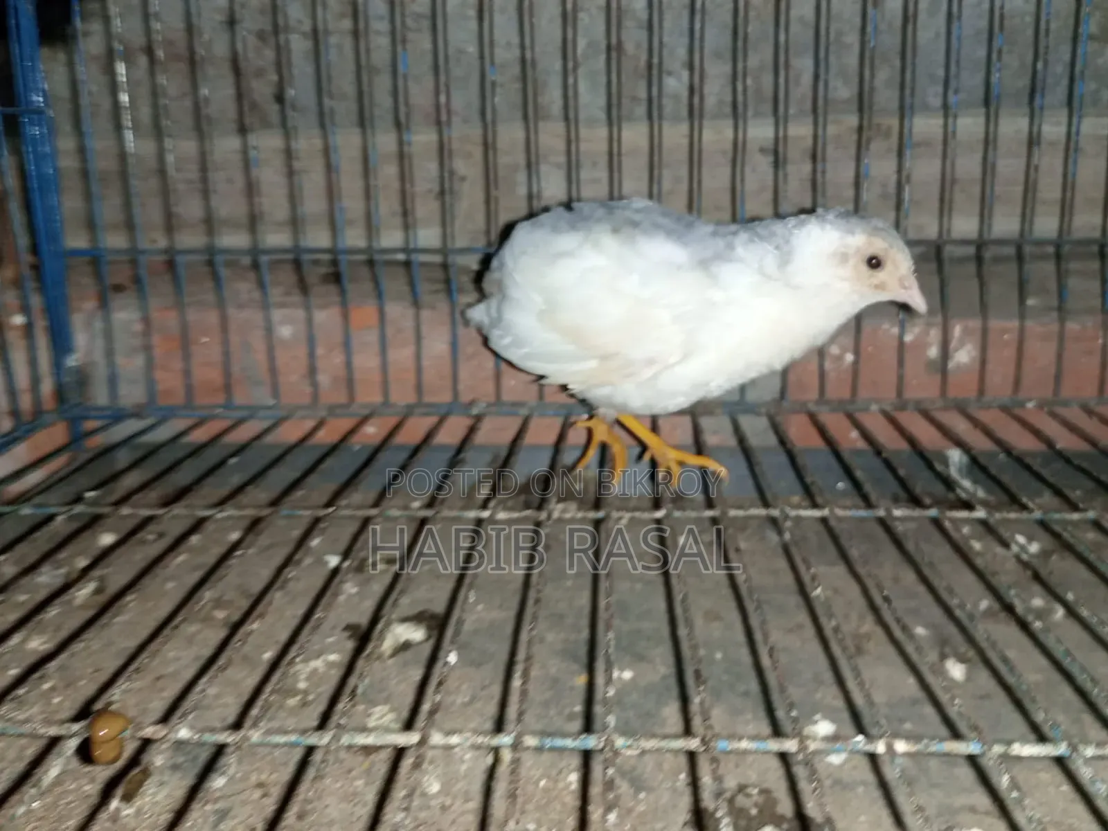 Some King Quail Birds Will Be Sold.