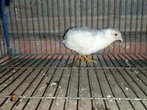 Some King Quail Birds Will Be Sold.