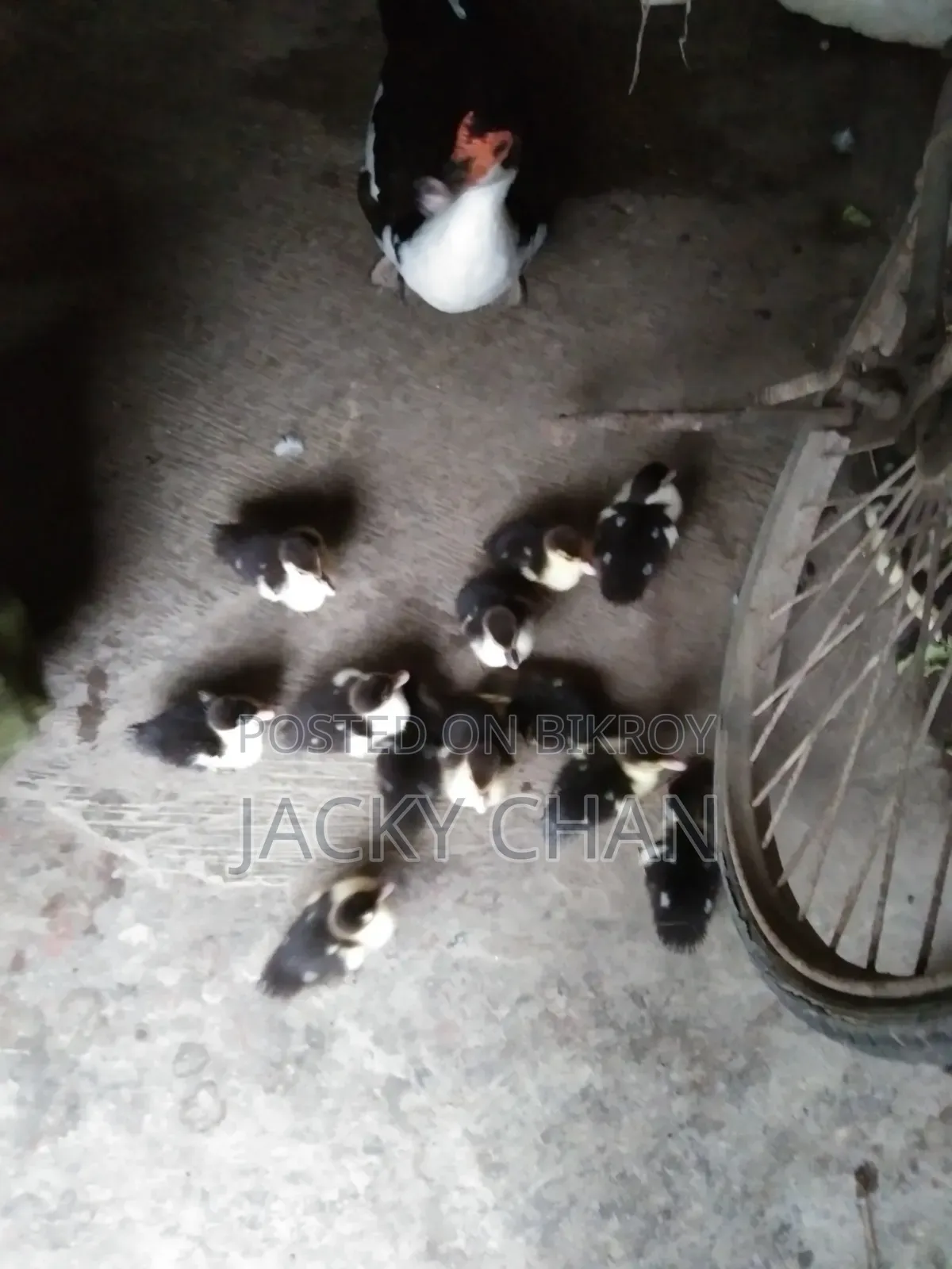 Muscovy Ducklings