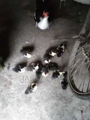 Muscovy Ducklings