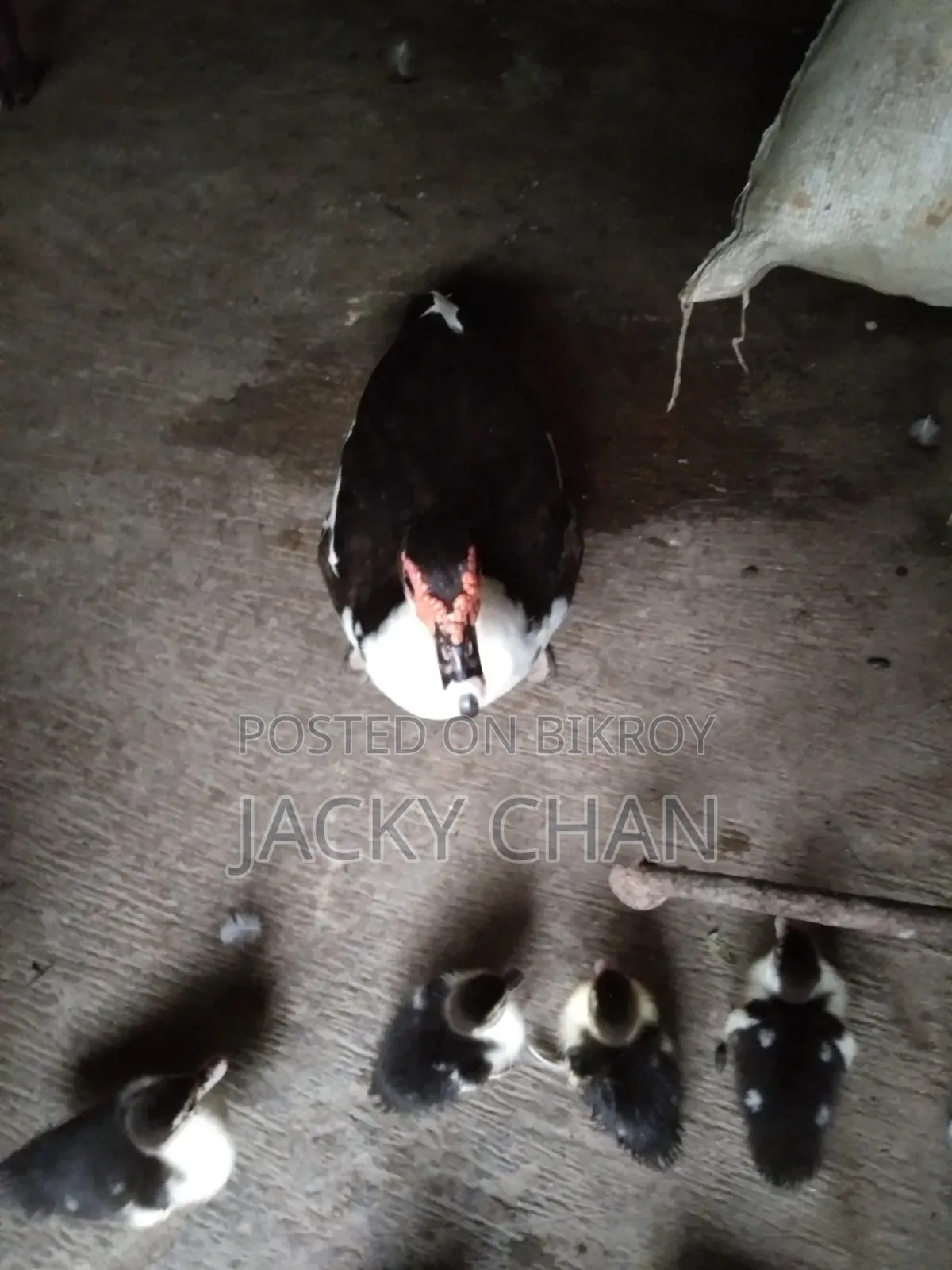 Muscovy Ducklings