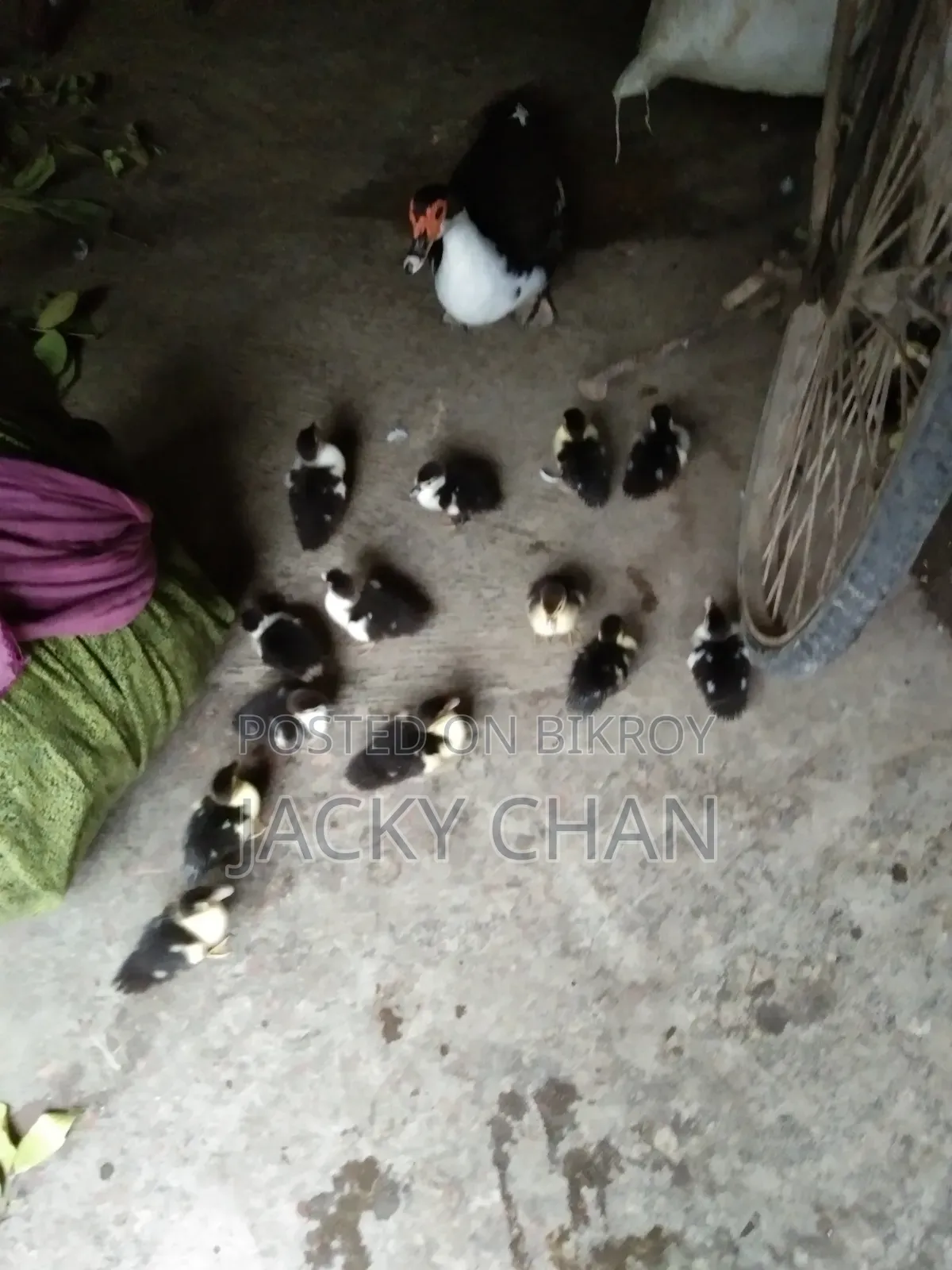 Muscovy Ducklings