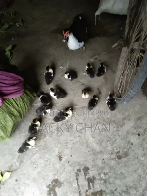 Muscovy Ducklings