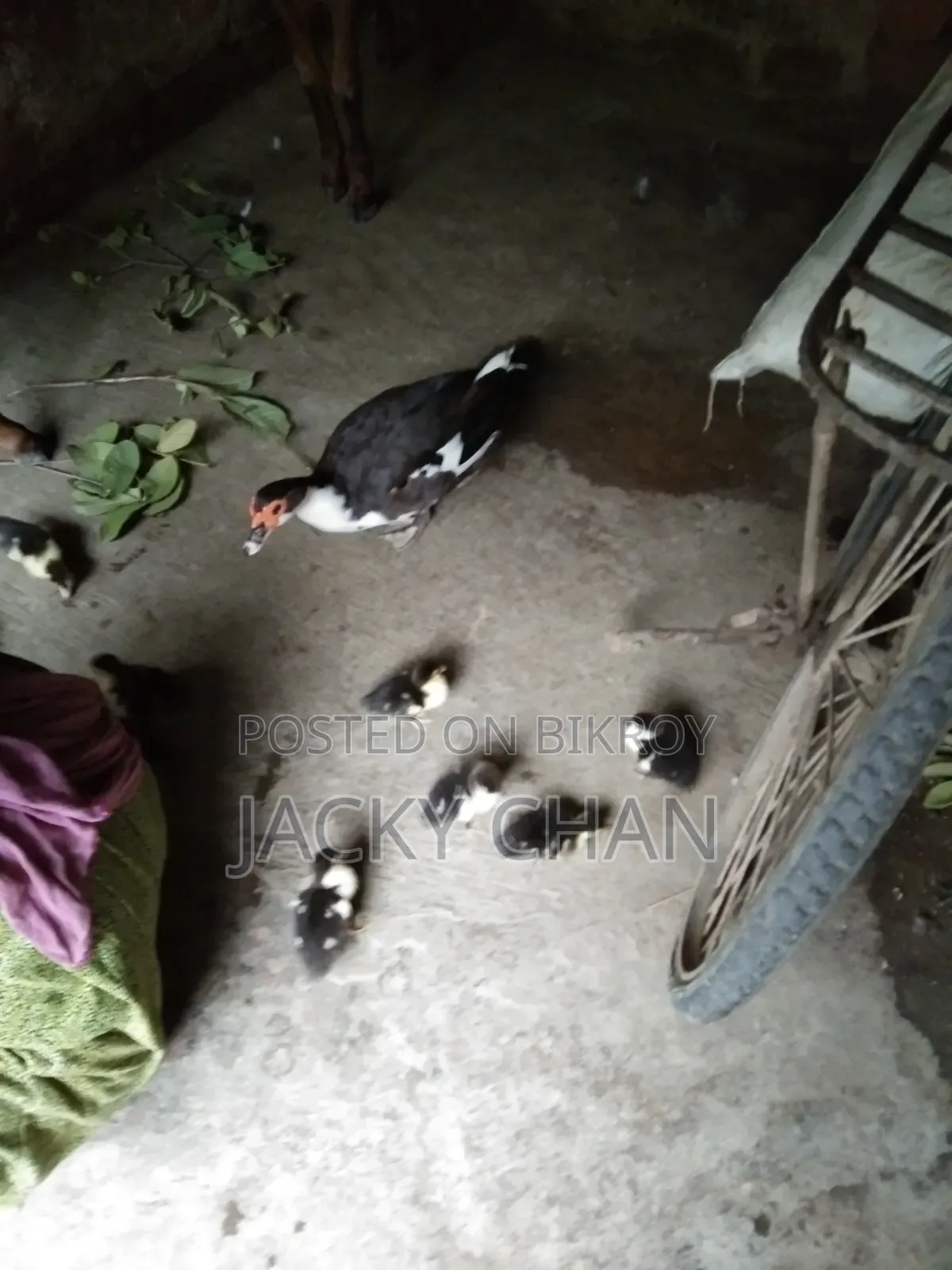 Muscovy Ducklings