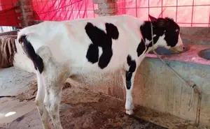 ১৪৭২নং বকনা বাছুর গরু বিক্রয় হবে ।
