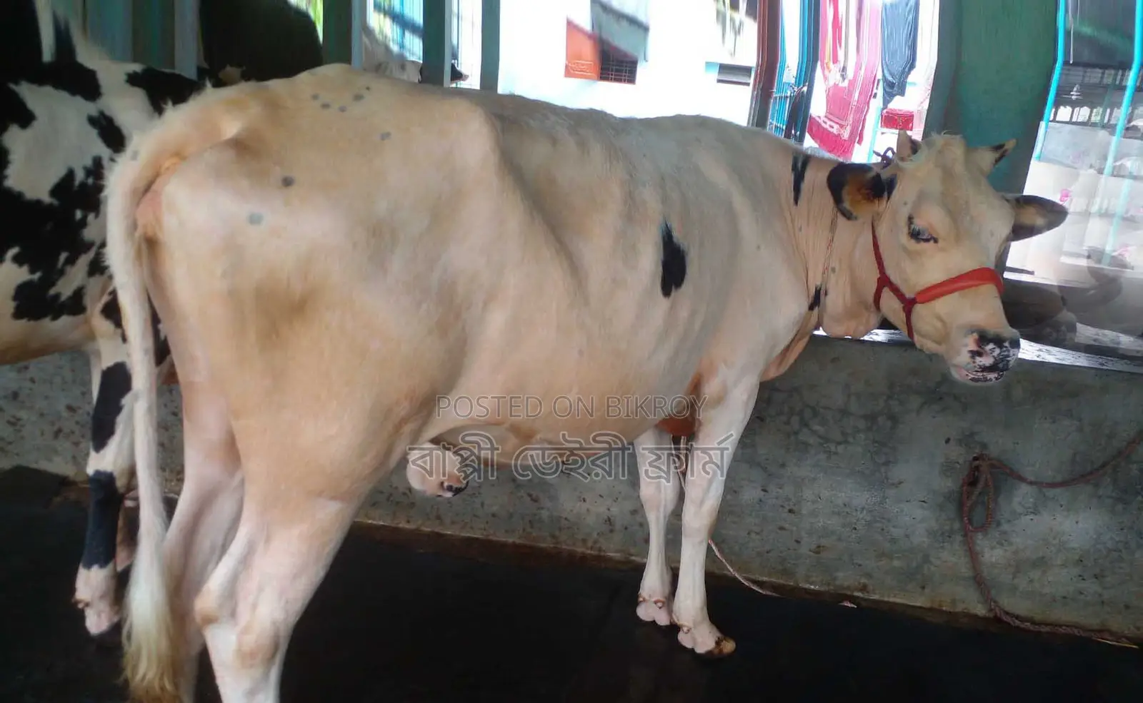 Improved breed heifer number 1473 will be sold.