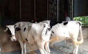 ১৪৭৪ নং ২টি গাভী গরু বিক্রয় হবে ।