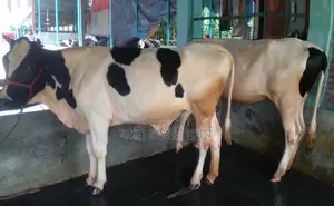 ১৪৭৫ নং ২টি বকনা বিক্রয় হবে ভালো জাতের ।