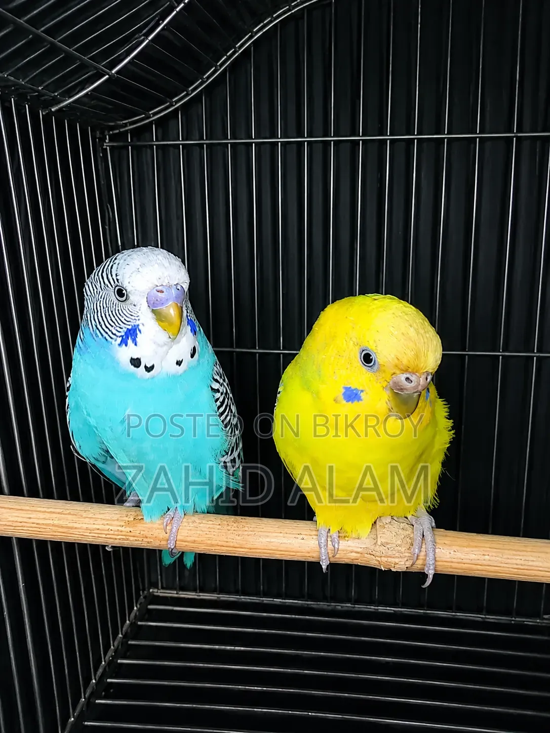 Budgerigar bird