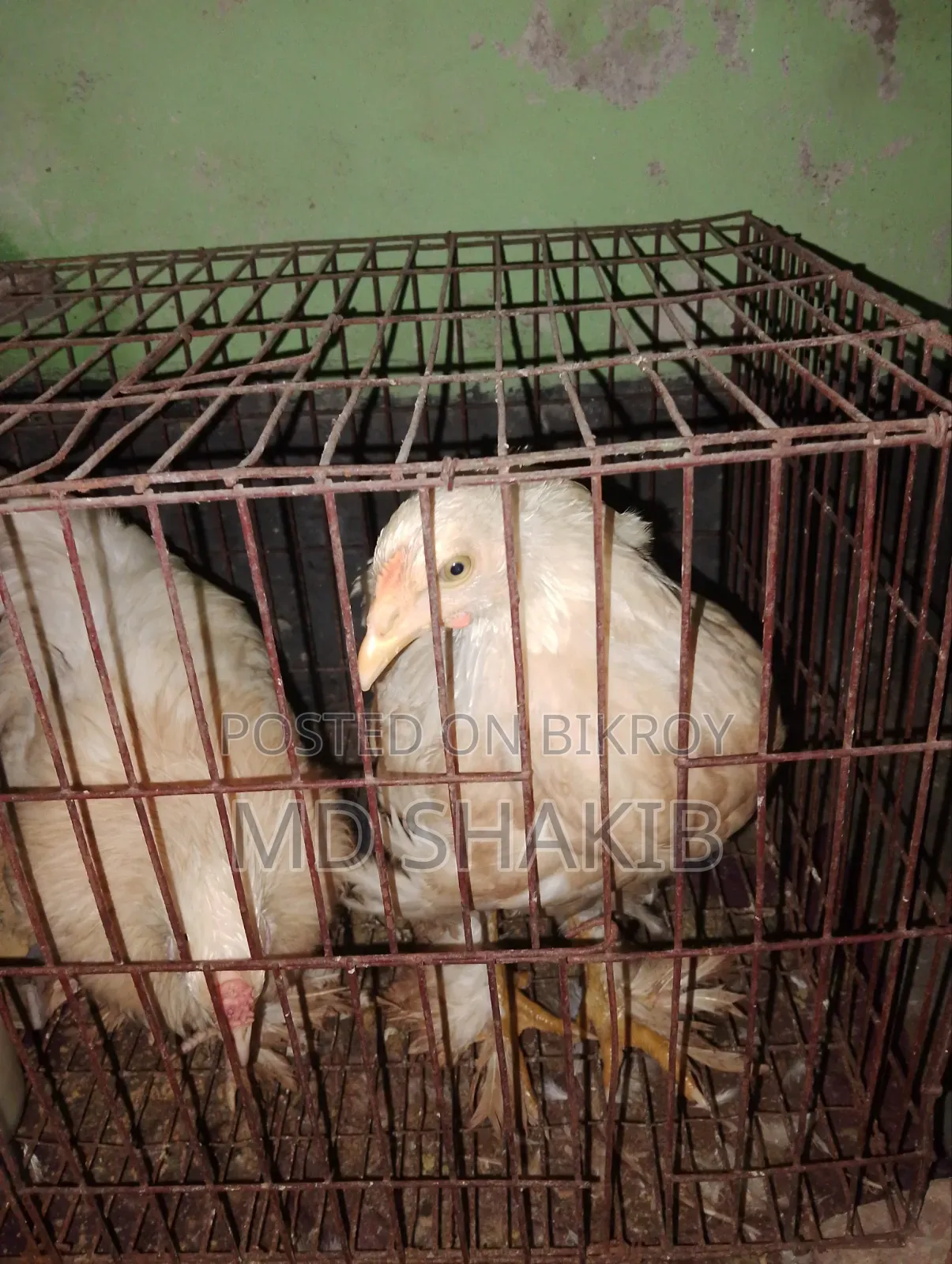 Brahma Chicken for Sale