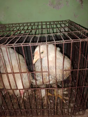 Brahma Chicken for Sale
