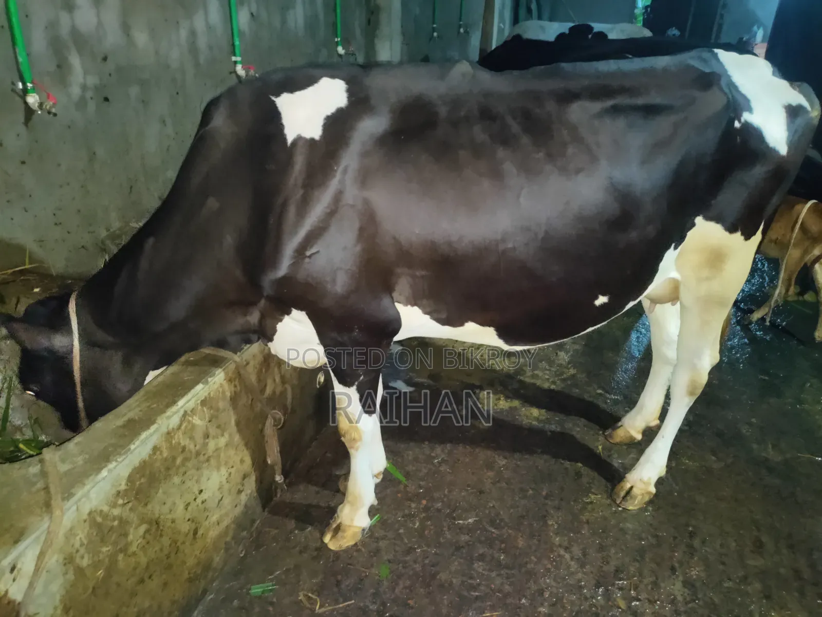 গাভী গরু বিক্রি করা হবে