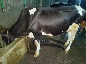গাভী গরু বিক্রি করা হবে