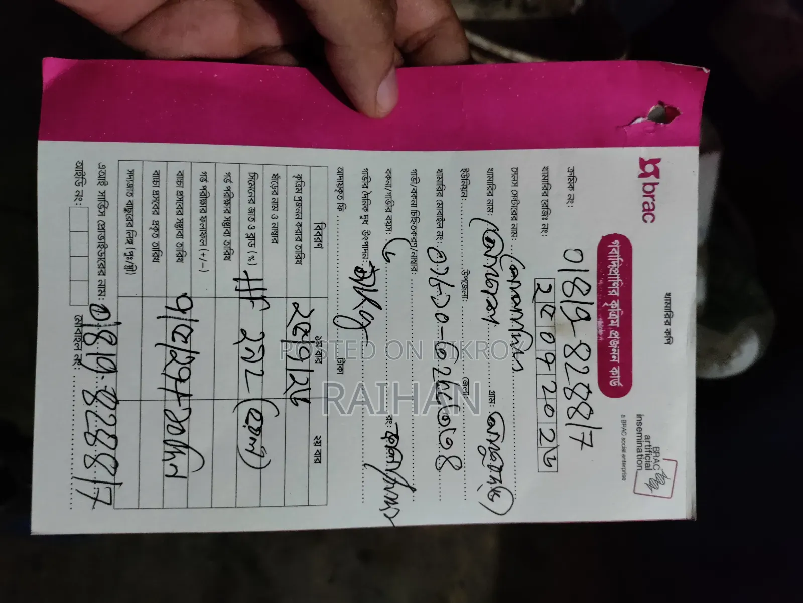 গাভী গরু বিক্রি করা হবে