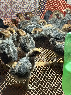 মিশরে ফাওমি বাচ্চা