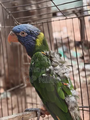 Rainbow Lorikeet