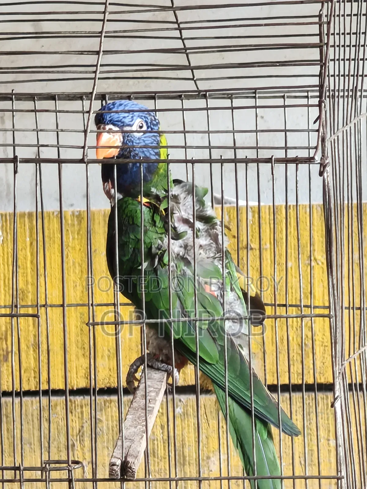Rainbow Lorikeet