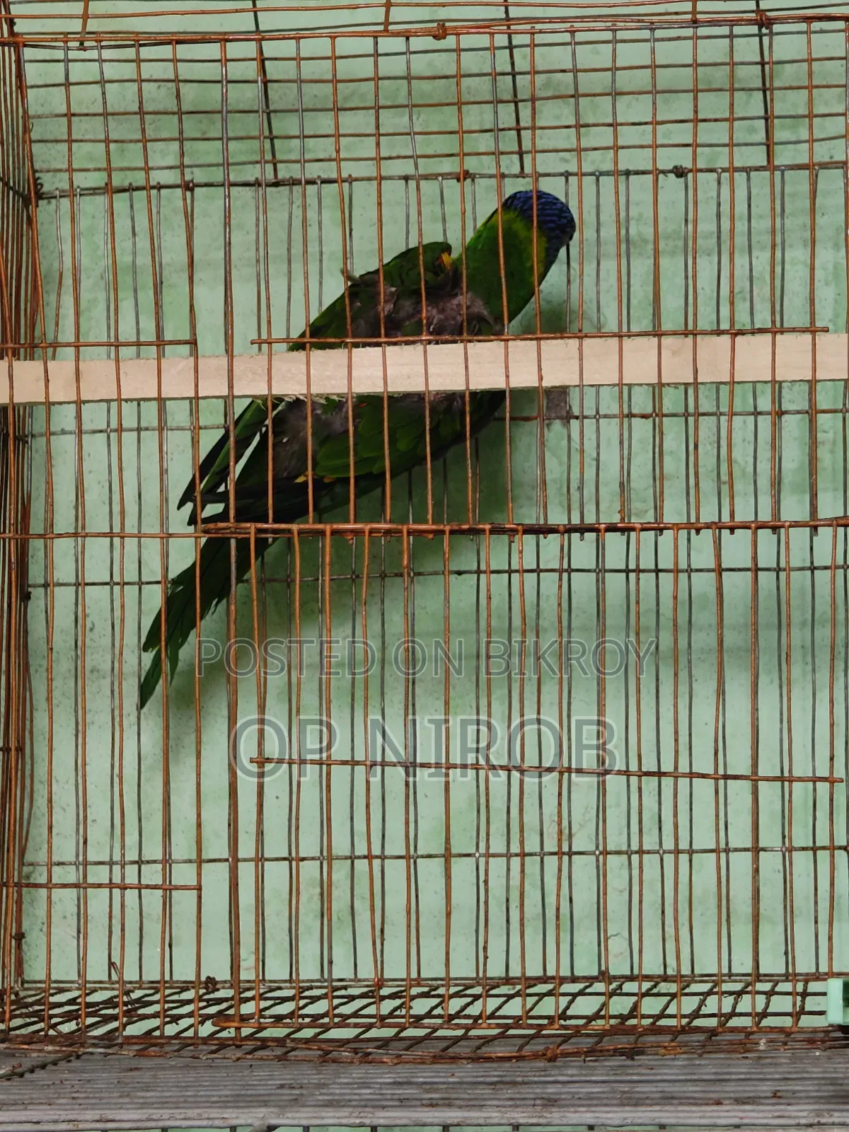 Rainbow Lorikeet