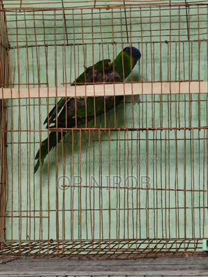 Rainbow Lorikeet