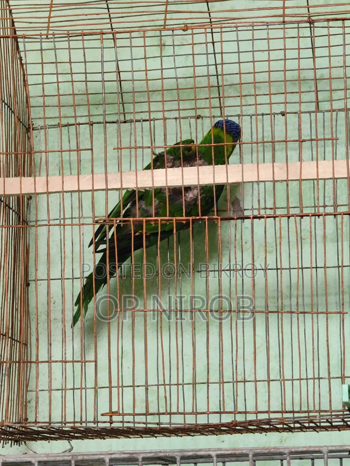 Rainbow Lorikeet
