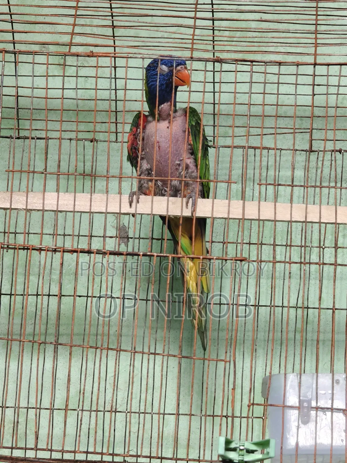 Rainbow Lorikeet