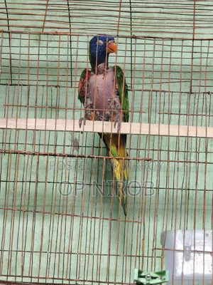 Rainbow Lorikeet