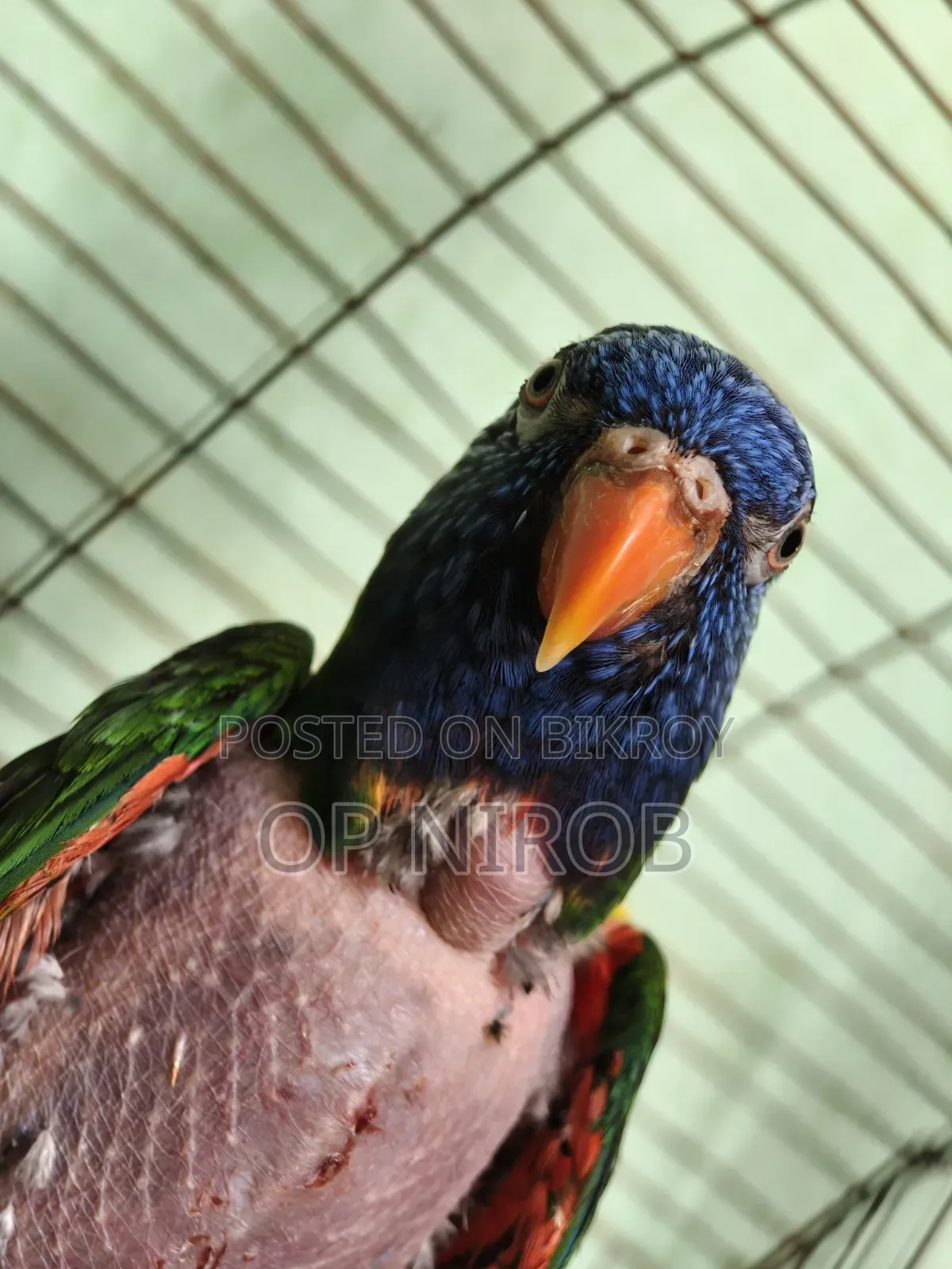 Rainbow Lorikeet