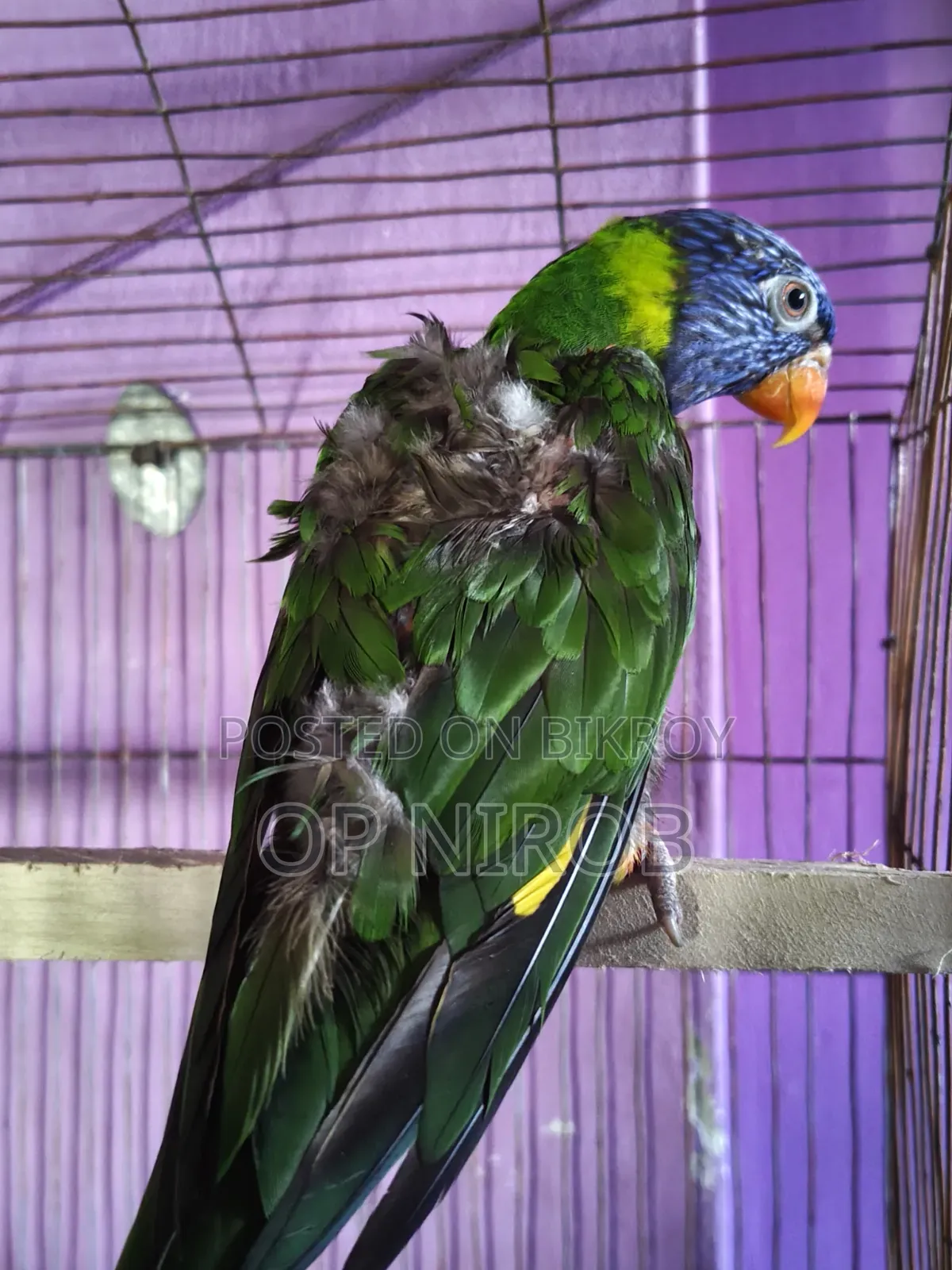 Rainbow Lorikeet